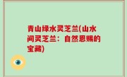 青山绿水灵芝兰(山水间灵芝兰：自然恩赐的宝藏)