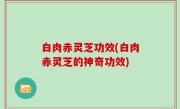 白肉赤灵芝功效(白肉赤灵芝的神奇功效)