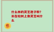 什么林的灵芝孢子粉？长在松树上像灵芝叫什么
