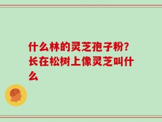 什么林的灵芝孢子粉？长在松树上像灵芝叫什么