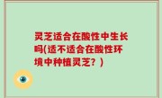 灵芝适合在酸性中生长吗(适不适合在酸性环境中种植灵芝？)
