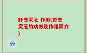 野生灵芝 作用(野生灵芝的功效及作用简介)