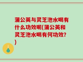 蒲公英与灵芝泡水喝有什么功效呢(蒲公英和灵芝泡水喝有何功效？)