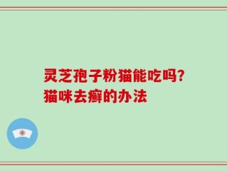 灵芝孢子粉猫能吃吗？猫咪去癣的办法