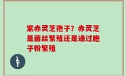 紫赤灵芝孢子？赤灵芝是菌丝繁殖还是通过胞子粉繁殖