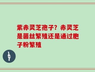 紫赤灵芝孢子？赤灵芝是菌丝繁殖还是通过胞子粉繁殖