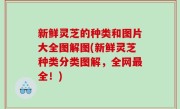 新鲜灵芝的种类和图片大全图解图(新鲜灵芝种类分类图解，全网最全！)