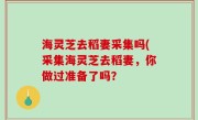 海灵芝去稻妻采集吗(采集海灵芝去稻妻，你做过准备了吗？
