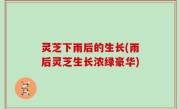 灵芝下雨后的生长(雨后灵芝生长浓绿豪华)