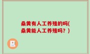 桑黄有人工养殖的吗(桑黄能人工养殖吗？)