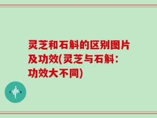 灵芝和石斛的区别图片及功效(灵芝与石斛：功效大不同)