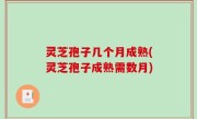 灵芝孢子几个月成熟(灵芝孢子成熟需数月)