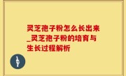 灵芝孢子粉怎么长出来_灵芝孢子粉的培育与生长过程解析