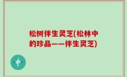 松树伴生灵芝(松林中的珍品——伴生灵芝)