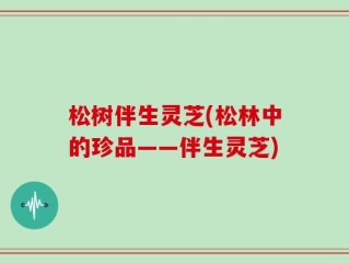 松树伴生灵芝(松林中的珍品——伴生灵芝)