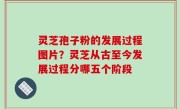 灵芝孢子粉的发展过程图片？灵芝从古至今发展过程分哪五个阶段