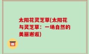太阳花灵芝草(太阳花与灵芝草：一场自然的美丽邂逅)