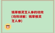 钱草根灵芝人参的功效(功效详解：钱草根灵芝人参)