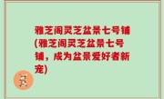 雅芝阁灵芝盆景七号铺(雅芝阁灵芝盆景七号铺，成为盆景爱好者新宠)