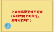 上大树采灵芝好不好吃(采到大树上的灵芝，美味可口吗？)