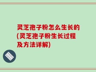 灵芝孢子粉怎么生长的(灵芝孢子粉生长过程及方法详解)