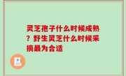 灵芝孢子什么时候成熟？野生灵芝什么时候采摘最为合适