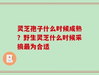 灵芝孢子什么时候成熟？野生灵芝什么时候采摘最为合适