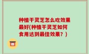 种植干灵芝怎么吃效果最好(种植干灵芝如何食用达到最佳效果？)