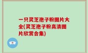 一只灵芝孢子粉图片大全(灵芝孢子粉高清图片欣赏合集)