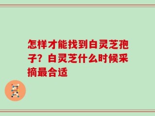 怎样才能找到白灵芝孢子？白灵芝什么时候采摘最合适
