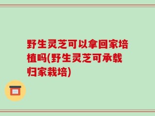 野生灵芝可以拿回家培植吗(野生灵芝可承载归家栽培)