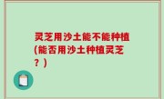 灵芝用沙土能不能种植(能否用沙土种植灵芝？)