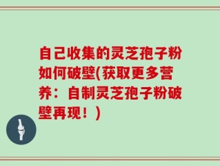 自己收集的灵芝孢子粉如何破壁(获取更多营养：自制灵芝孢子粉破壁再现！)
