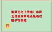 紫灵芝孢子传播？赤灵芝是菌丝繁殖还是通过胞子粉繁殖