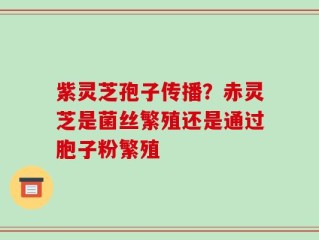 紫灵芝孢子传播？赤灵芝是菌丝繁殖还是通过胞子粉繁殖