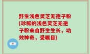野生浅色灵芝无孢子粉(珍稀的浅色灵芝无孢子粉来自野生生长，功效神奇，受瞩目)