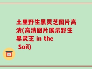 土里野生黑灵芝图片高清(高清图片展示野生黑灵芝 in the Soil)
