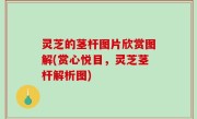 灵芝的茎杆图片欣赏图解(赏心悦目，灵芝茎杆解析图)