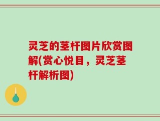 灵芝的茎杆图片欣赏图解(赏心悦目，灵芝茎杆解析图)