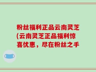 粉丝福利正品云南灵芝(云南灵芝正品福利惊喜优惠，尽在粉丝之手