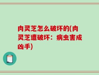 肉灵芝怎么破坏的(肉灵芝遭破坏：病虫害成凶手)