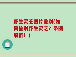 野生灵芝图片鉴别(如何鉴别野生灵芝？带图解析！)