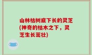 山林枯树底下长的灵芝(神奇的枯木之下，灵芝生长茁壮)