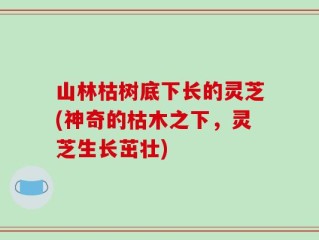山林枯树底下长的灵芝(神奇的枯木之下，灵芝生长茁壮)