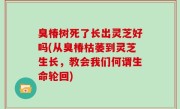 臭椿树死了长出灵芝好吗(从臭椿枯萎到灵芝生长，教会我们何谓生命轮回)