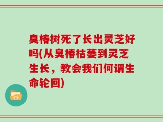 臭椿树死了长出灵芝好吗(从臭椿枯萎到灵芝生长，教会我们何谓生命轮回)