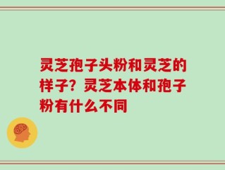灵芝孢子头粉和灵芝的样子？灵芝本体和孢子粉有什么不同