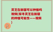 灵芝在新疆可以种植吗视频(探寻灵芝在新疆的种植可能性——视频)