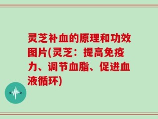 灵芝补血的原理和功效图片(灵芝：提高免疫力、调节血脂、促进血液循环)