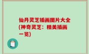 仙丹灵芝插画图片大全(神奇灵芝：精美插画一览)